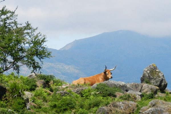 parque nacional da peneda-gerês paisagem e tradição