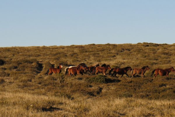 cavalos garranos parque nacional da peneda-gerês