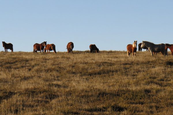 cavalos garranos parque nacional da peneda-gerês